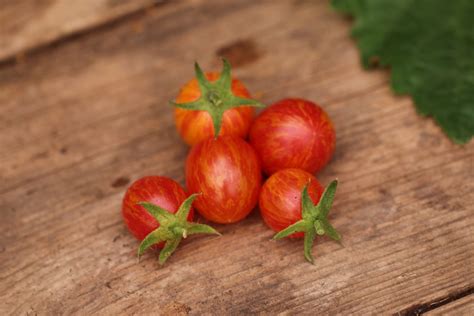 Tomatfrö Över 120 olika tomatsorter Tummelsta Chili