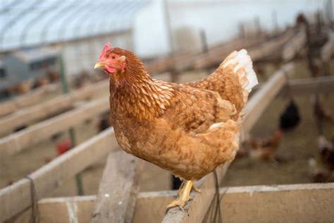 Golden Sex Link Chicken Origins Eggs And Care