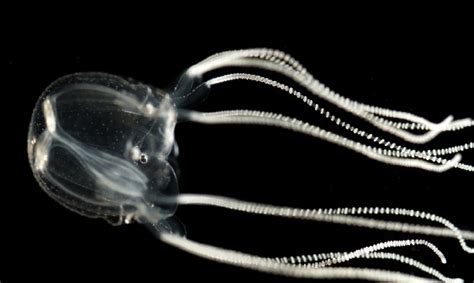 Brainless Jellyfish Navigates With Specialized Eyes Live Science