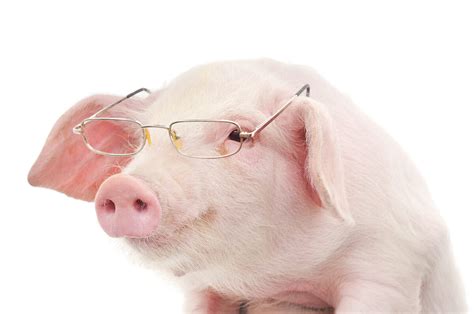 Pigheaded How Smart Are Swine Modern Farmer