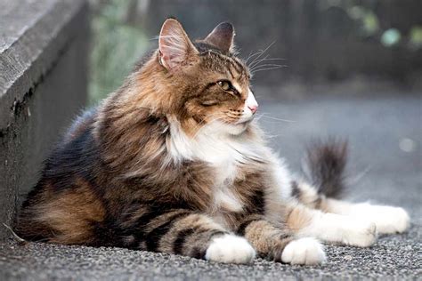 Norwegian Forest Cat Breed Information And Characteristics Daily Paws