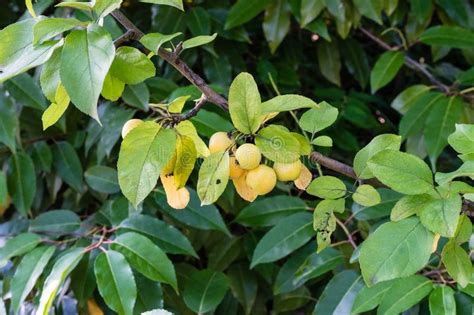 Ripe Yellow Fruits Hanging From Tree Plant Stock Image Image Of