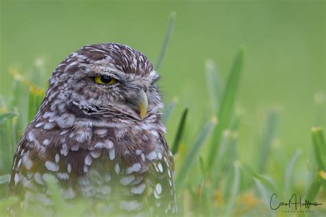 Splendor In The Grass Burrowing Owl Broward County Fl Flickr