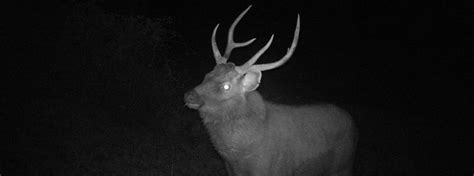Deer Caught On Night Vision Camera Victorian National Parks