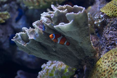 As a dog owner you should never feel your only option is unnatural kibbles and canned dog food. Hiding Out | Fish pet, Tennessee aquarium, Animals