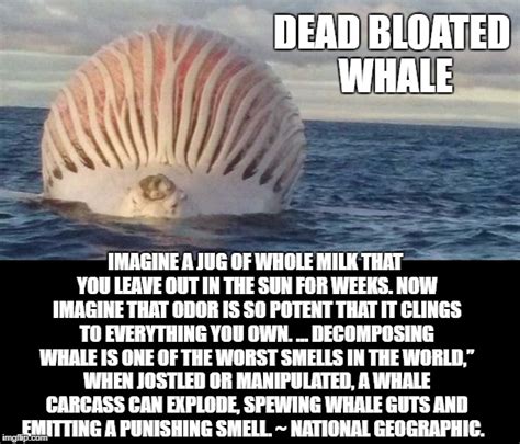 Exploding Whale Meme