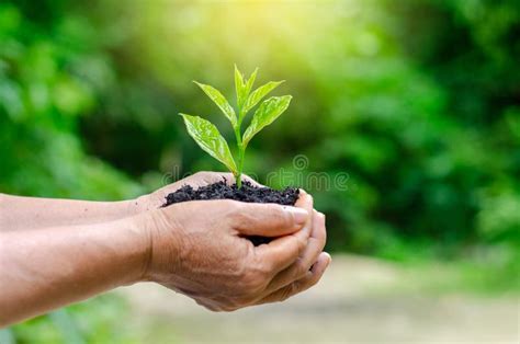 In The Hands Of Trees Growing Seedlings Bokeh Green Background Female