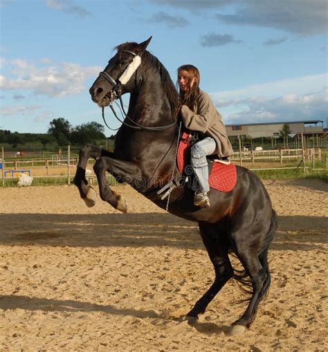Rearing Black Stallion Stock Images Image 2522384