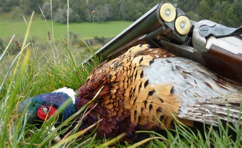 Te Para Pheasant Shoot Experience