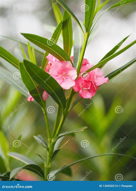 Pink Flower Oleander Sweet Oleander Rose Bay Beautiful In Nature Stock