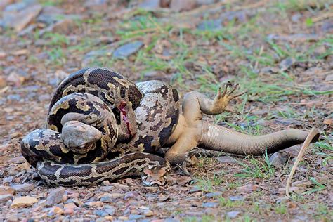 Indian Rock Python With Monitorlizard Fighting For Survival Reptile