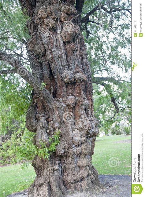 Trunk Of Eucalyptus Tree With Many Warts Stock Photo Cartoondealer