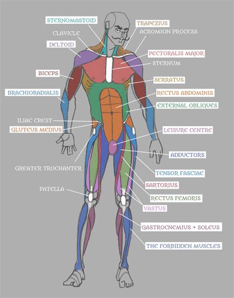 Labelled Muscular System Front And Back Muscles Of The Body Quiz Body Regions Cavities Body
