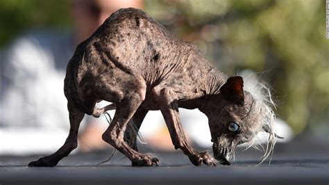 Meet The Worlds Ugliest Dog