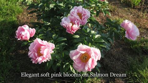 The first peony order i'm placing after returning from the 2018 american peony society convention in portland. Fina Gardens Peonies - YouTube