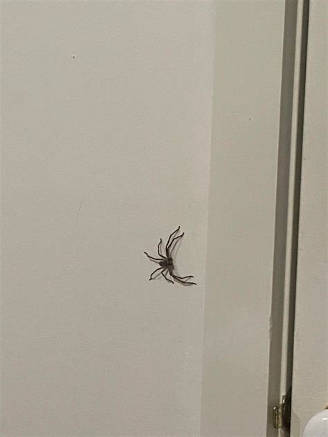 What Kind Of Spider Is This Melbourne Australia Rspiders