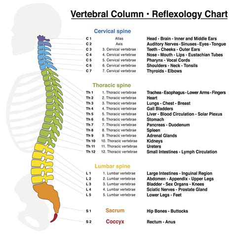 Labels Of All The Levels Of The Spine And Relative Body Parts Image