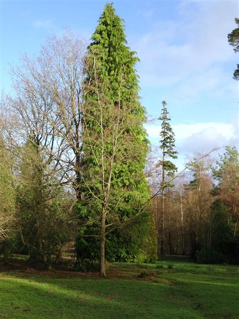 Tall Bright Green Conifer Tree Conifer Trees Bright Green Garden Arch