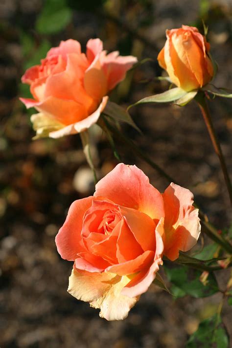 Soulful, smooth, cool and warm at the same time, with rosier sinephro has stepped forward and shown herself to be an artist well worth keeping an ear. Brass Band Roses In Autumn Photograph by Living Color Photography Lorraine Lynch