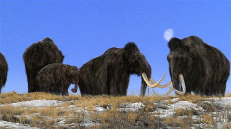 Mammoth Journey 2001
