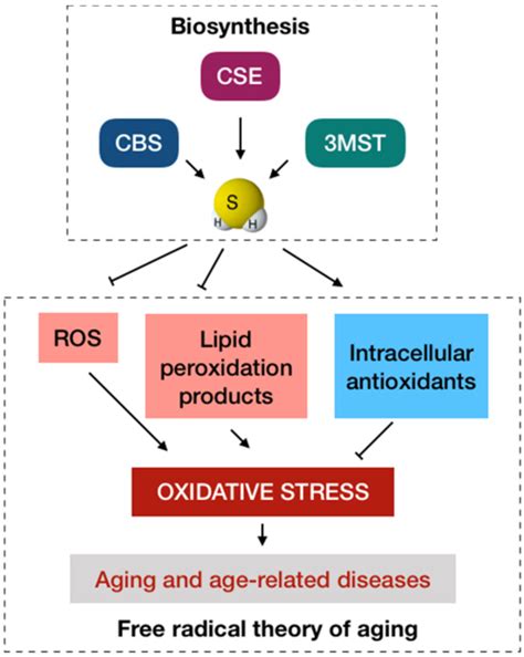 Antioxidants Free Full Text The Potential Implications Of Hydrogen