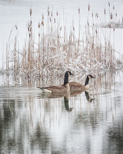 Michigan Nut Photography Michigan Birds And Wildlife Geese On A Snowy