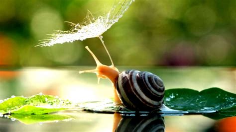 cute snail desktop wallpaper  baltana