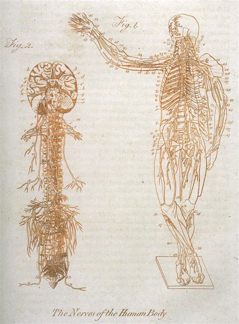 Nervous System Drawing At Explore Collection Of