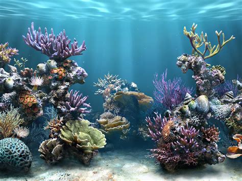 Coral Reef Wallpaper Hd Wallpapersafari