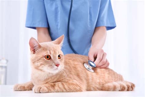 7 Common Cat Health Problems What You Should Know To Protect Your Cat