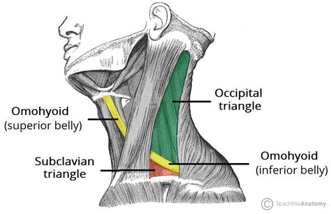 Contents of the posterior triangle: Posterior Triangle of the Neck - Subdivisions - TeachMeAnatomy