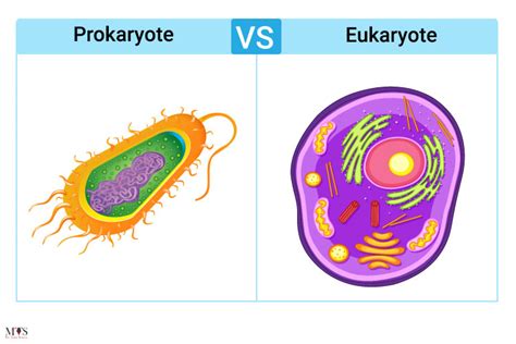 Surprising Differences Between Prokaryotes And Eukaryotes