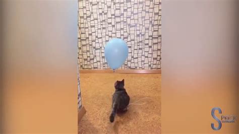 Funny Cats Vs Balloons Youtube