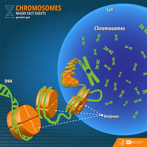 Nhgri Fact Sheet Chromosomes Chromosomes Are Thread Like Flickr