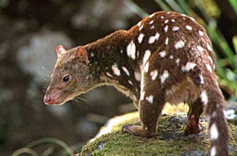 Quoll Spotted Tailed Amazing Facts And Latest Pictures Animals Lover