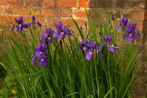 Siberian Iris · George Washingtons Mount Vernon