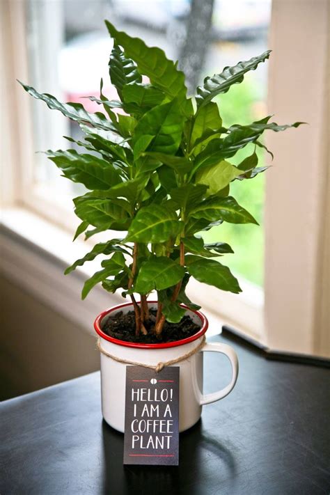 Growing Coffee Trees In Your Home The Plant Guide