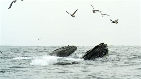 wildlife feature page tom mustill s humpback whales a detective story