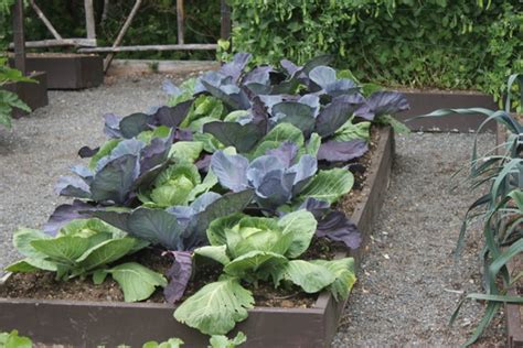 Get hoses, gloves, watering cans, shears and more to care for your indoor and outdoor plants. No-till vegetable gardening for home gardens - Gardening ...