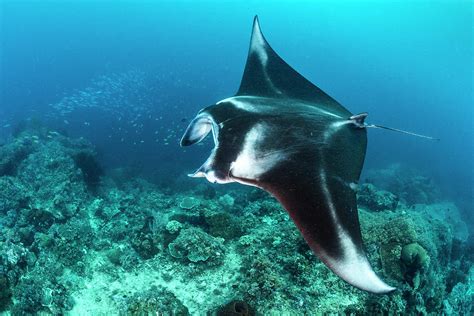 Reef Manta Ray Swimming Over A Coral Reef Indonesia Photograph By Alex Mustard