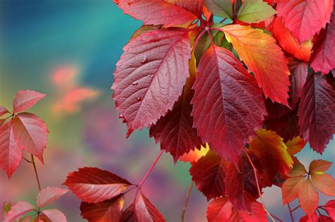 autumn leaves | Autumn leaves, Leaves, Plant leaves