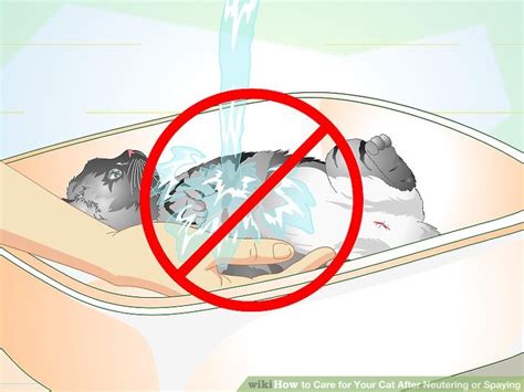 Should i neuter/spay my indoor cat? How to Care for Your Cat After Neutering or Spaying
