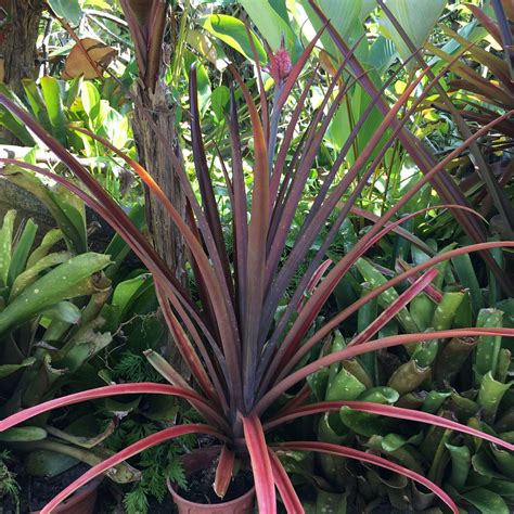 Ornamental Red Leafed Pineapple Plant In Flower Furniture And Home