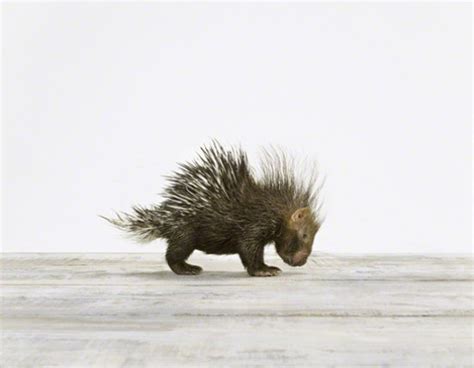 17 Adorable Porcupines The Mary Sue