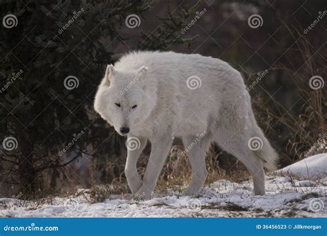 Arctic Wolf Walking In Snow Stock Photos Image 36456523