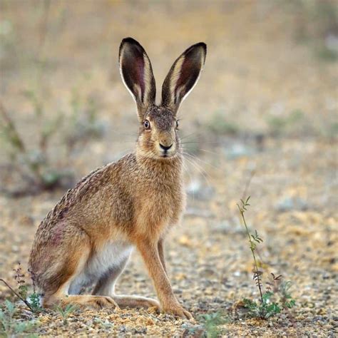 Hare Animal Facts Lepus A Z Animals