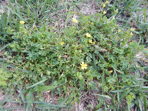 Yellow Woodsorrel Oxalis Stricta Control K State Turfgrass