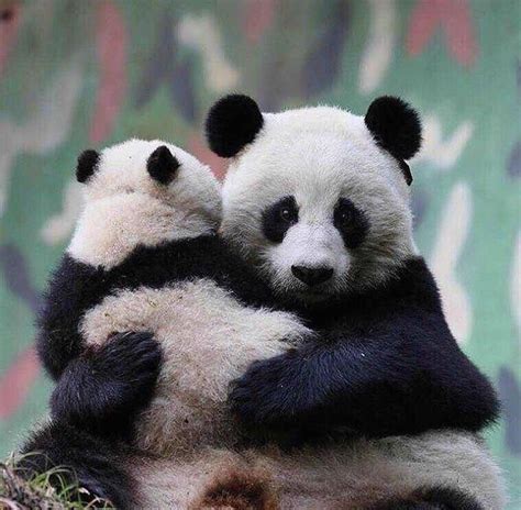 Panda Hugs Pandahugs Panda Bear Panda Hug Baby Panda Bears