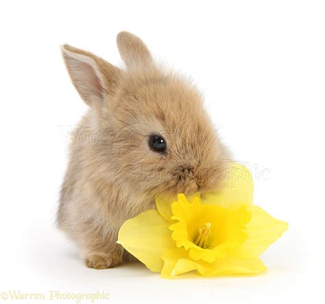 Baby Lionhead Cross Rabbit Eating A Daffodil Flower Photo Wp35499