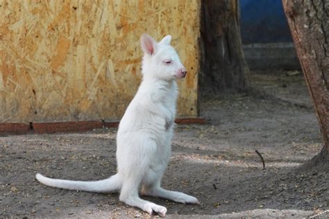 Zoológico Ruso Le Da La Bienvenida A Alice Una Singular Canguro Albina